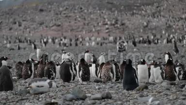 一群企鹅站在一起